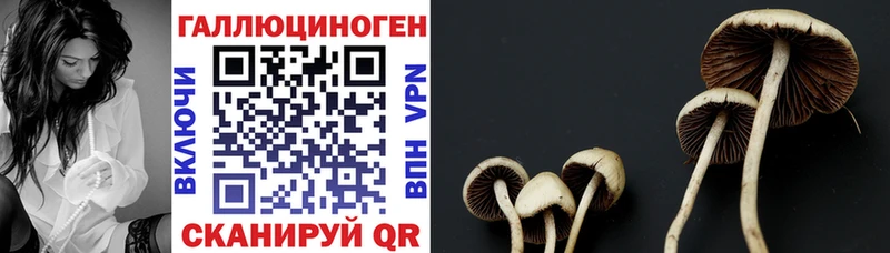 Псилоцибиновые грибы Cubensis  Купить где  Киржач 